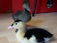 Ducklings