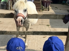 Pony meet and greet
